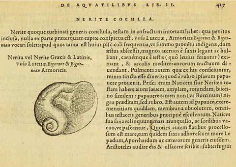 Reproducción/Reproduction 6418738715: Petri Bellonii Cenomani De aquatilibus, libri duo cum [epsilon, iota] conibus ad viuam ipsorum effigiem, quoad eius fieri potuit, expressis ... Parisiis,Apud C. Stephanum,1553