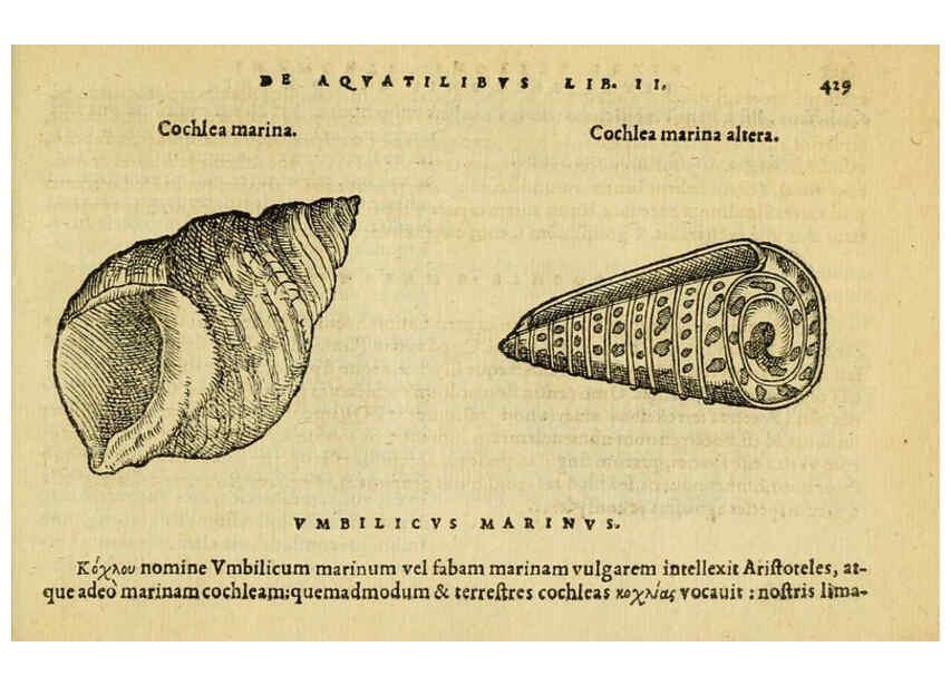 Reproducción/Reproduction 6418739045: Petri Bellonii Cenomani De aquatilibus, libri duo cum [epsilon, iota] conibus ad viuam ipsorum effigiem, quoad eius fieri potuit, expressis ... Parisiis,Apud C. Stephanum,1553
