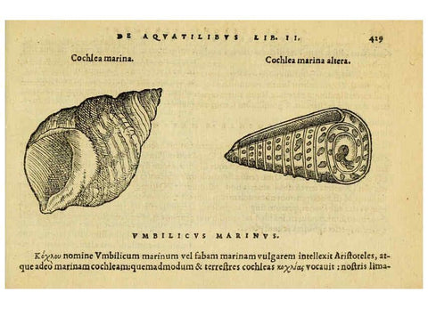 Reproducción/Reproduction 6418739045: Petri Bellonii Cenomani De aquatilibus, libri duo cum [epsilon, iota] conibus ad viuam ipsorum effigiem, quoad eius fieri potuit, expressis ... Parisiis,Apud C. Stephanum,1553