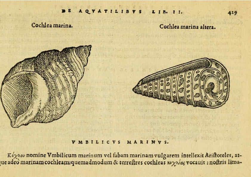 Reproducción/Reproduction 6418739045: Petri Bellonii Cenomani De aquatilibus, libri duo cum [epsilon, iota] conibus ad viuam ipsorum effigiem, quoad eius fieri potuit, expressis ... Parisiis,Apud C. Stephanum,1553