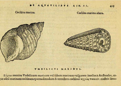 Reproducción/Reproduction 6418739045: Petri Bellonii Cenomani De aquatilibus, libri duo cum [epsilon, iota] conibus ad viuam ipsorum effigiem, quoad eius fieri potuit, expressis ... Parisiis,Apud C. Stephanum,1553