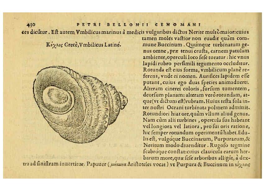 Reproducción/Reproduction 6418739337: Petri Bellonii Cenomani De aquatilibus, libri duo cum [epsilon, iota] conibus ad viuam ipsorum effigiem, quoad eius fieri potuit, expressis ... Parisiis,Apud C. Stephanum,1553
