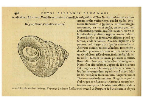 Reproducción/Reproduction 6418739337: Petri Bellonii Cenomani De aquatilibus, libri duo cum [epsilon, iota] conibus ad viuam ipsorum effigiem, quoad eius fieri potuit, expressis ... Parisiis,Apud C. Stephanum,1553