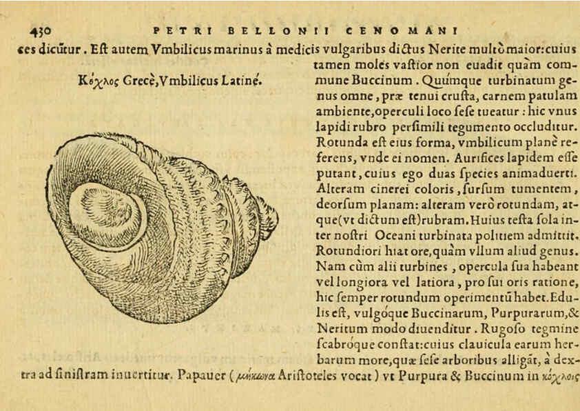 Reproducción/Reproduction 6418739337: Petri Bellonii Cenomani De aquatilibus, libri duo cum [epsilon, iota] conibus ad viuam ipsorum effigiem, quoad eius fieri potuit, expressis ... Parisiis,Apud C. Stephanum,1553