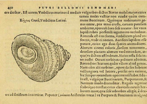 Reproducción/Reproduction 6418739337: Petri Bellonii Cenomani De aquatilibus, libri duo cum [epsilon, iota] conibus ad viuam ipsorum effigiem, quoad eius fieri potuit, expressis ... Parisiis,Apud C. Stephanum,1553