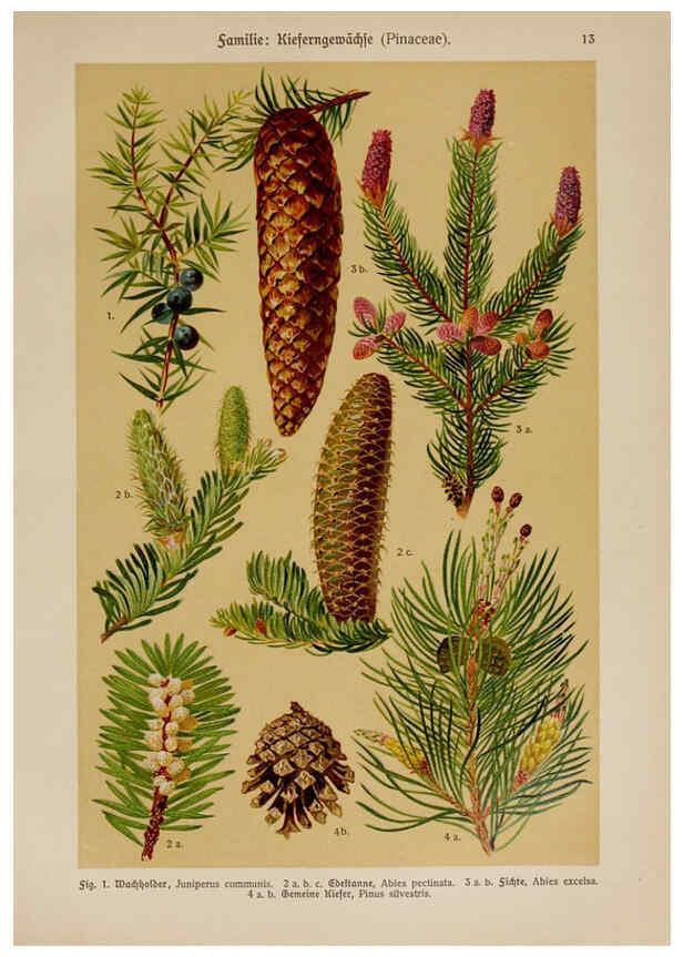 Reproducción/Reproduction 6424987969: Hoffmann-Dennert botanischer Bilderatlas Suttgart,Schweizerbart,1911
