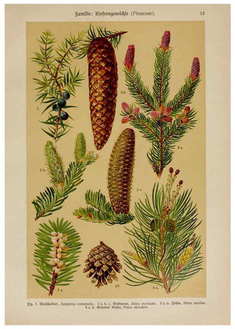 Reproducción/Reproduction 6424987969: Hoffmann-Dennert botanischer Bilderatlas Suttgart,Schweizerbart,1911