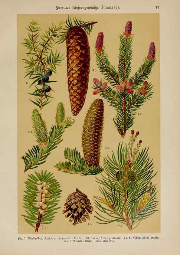Reproducción/Reproduction 6424987969: Hoffmann-Dennert botanischer Bilderatlas Suttgart,Schweizerbart,1911