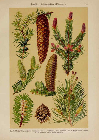 Reproducción/Reproduction 6424987969: Hoffmann-Dennert botanischer Bilderatlas Suttgart,Schweizerbart,1911