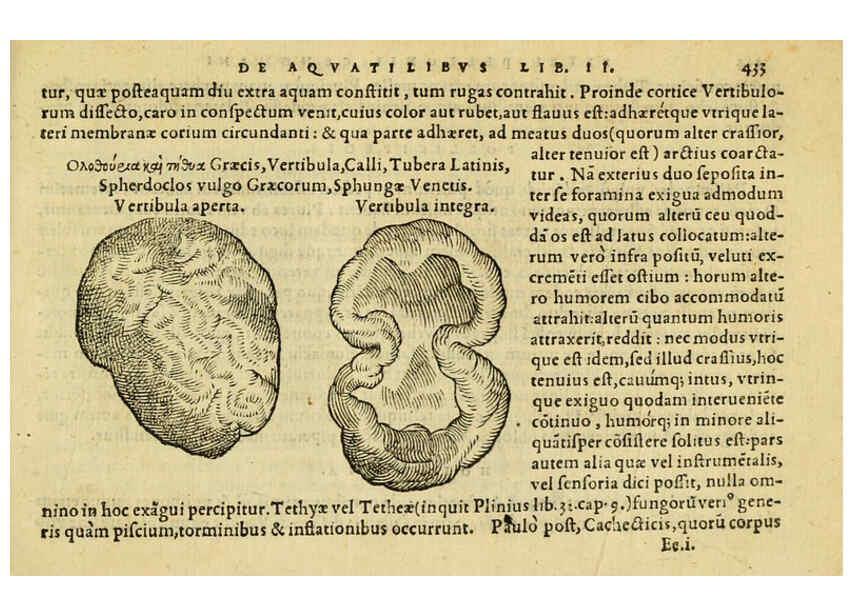 Reproducción/Reproduction 6418739637: Petri Bellonii Cenomani De aquatilibus, libri duo cum [epsilon, iota] conibus ad viuam ipsorum effigiem, quoad eius fieri potuit, expressis ... Parisiis,Apud C. Stephanum,1553