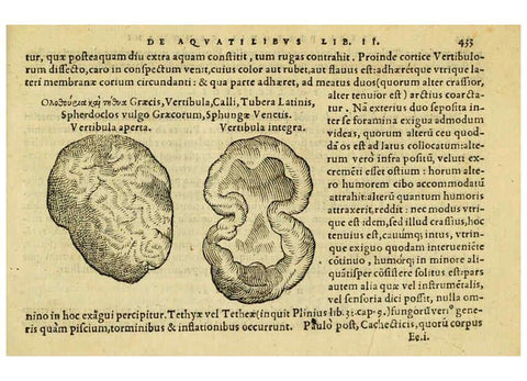 Reproducción/Reproduction 6418739637: Petri Bellonii Cenomani De aquatilibus, libri duo cum [epsilon, iota] conibus ad viuam ipsorum effigiem, quoad eius fieri potuit, expressis ... Parisiis,Apud C. Stephanum,1553