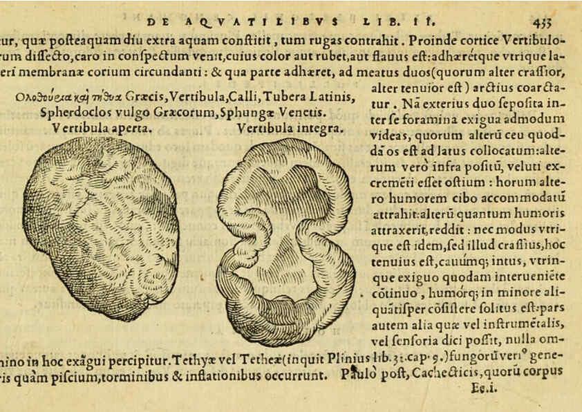 Reproducción/Reproduction 6418739637: Petri Bellonii Cenomani De aquatilibus, libri duo cum [epsilon, iota] conibus ad viuam ipsorum effigiem, quoad eius fieri potuit, expressis ... Parisiis,Apud C. Stephanum,1553