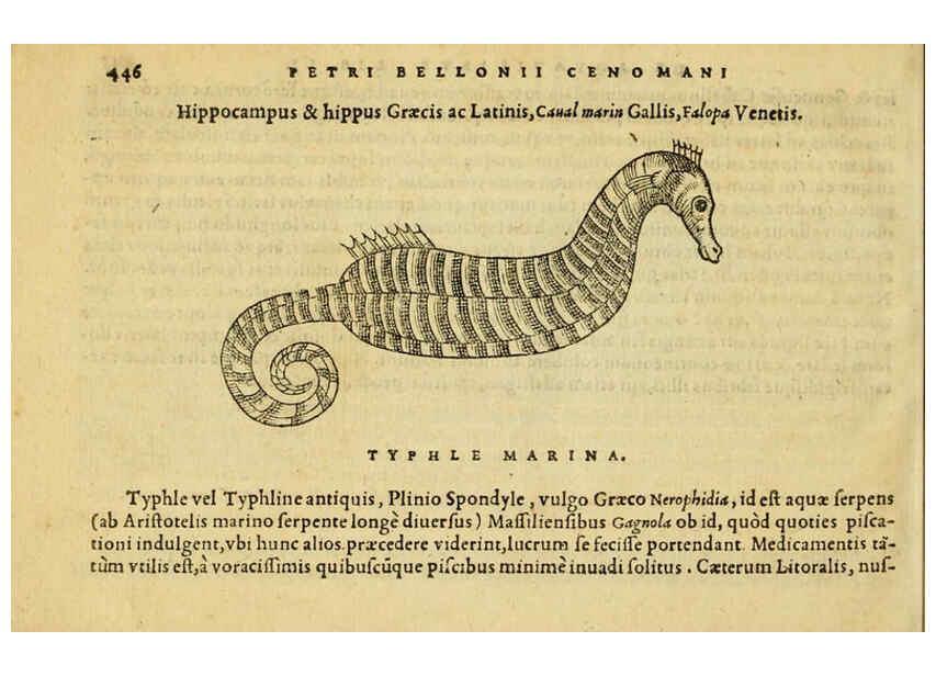 Reproducción/Reproduction 6418740631: Petri Bellonii Cenomani De aquatilibus, libri duo cum [epsilon, iota] conibus ad viuam ipsorum effigiem, quoad eius fieri potuit, expressis ... Parisiis,Apud C. Stephanum,1553