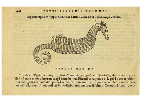 Reproducción/Reproduction 6418740631: Petri Bellonii Cenomani De aquatilibus, libri duo cum [epsilon, iota] conibus ad viuam ipsorum effigiem, quoad eius fieri potuit, expressis ... Parisiis,Apud C. Stephanum,1553