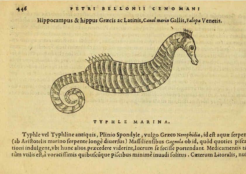 Reproducción/Reproduction 6418740631: Petri Bellonii Cenomani De aquatilibus, libri duo cum [epsilon, iota] conibus ad viuam ipsorum effigiem, quoad eius fieri potuit, expressis ... Parisiis,Apud C. Stephanum,1553
