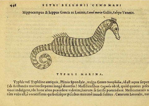 Reproducción/Reproduction 6418740631: Petri Bellonii Cenomani De aquatilibus, libri duo cum [epsilon, iota] conibus ad viuam ipsorum effigiem, quoad eius fieri potuit, expressis ... Parisiis,Apud C. Stephanum,1553