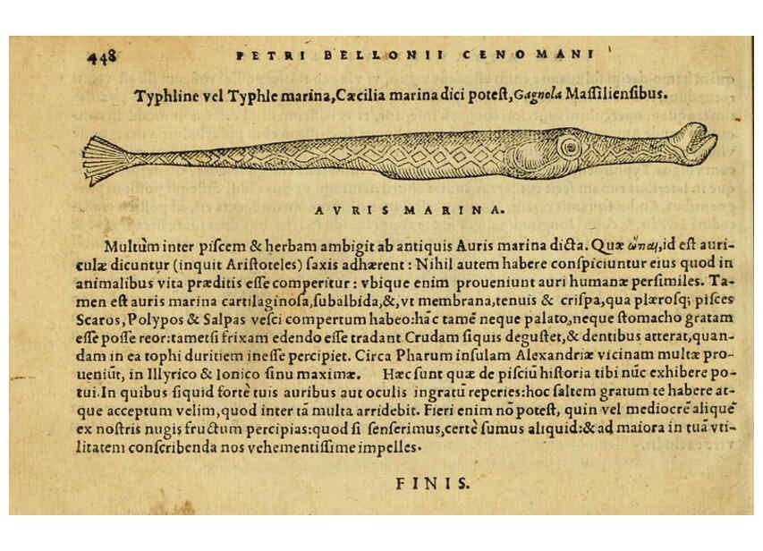 Reproducción/Reproduction 6418740985: Petri Bellonii Cenomani De aquatilibus, libri duo cum [epsilon, iota] conibus ad viuam ipsorum effigiem, quoad eius fieri potuit, expressis ... Parisiis,Apud C. Stephanum,1553