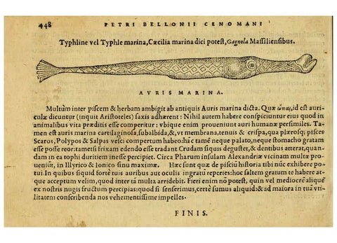 Reproducción/Reproduction 6418740985: Petri Bellonii Cenomani De aquatilibus, libri duo cum [epsilon, iota] conibus ad viuam ipsorum effigiem, quoad eius fieri potuit, expressis ... Parisiis,Apud C. Stephanum,1553