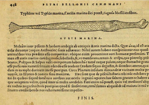 Reproducción/Reproduction 6418740985: Petri Bellonii Cenomani De aquatilibus, libri duo cum [epsilon, iota] conibus ad viuam ipsorum effigiem, quoad eius fieri potuit, expressis ... Parisiis,Apud C. Stephanum,1553