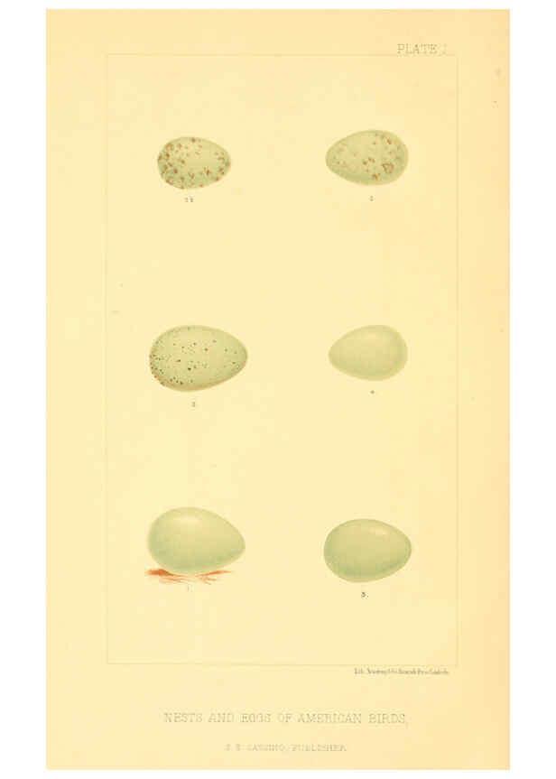 Reproducción/Reproduction 6424696695: Nests and eggs of American birds.Parts 1-7. Salem, Mass.,S.E. Cassino[c1880] 