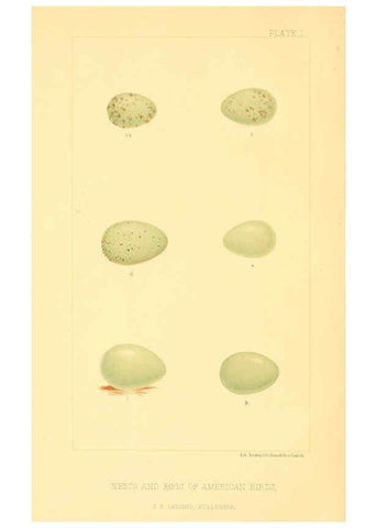 Reproducción/Reproduction 6424696695: Nests and eggs of American birds.Parts 1-7. Salem, Mass.,S.E. Cassino[c1880] 