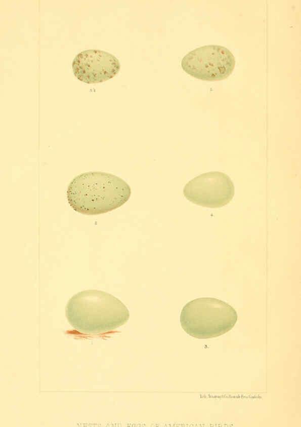 Reproducción/Reproduction 6424696695: Nests and eggs of American birds.Parts 1-7. Salem, Mass.,S.E. Cassino[c1880] 