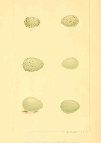 Reproducción/Reproduction 6424696695: Nests and eggs of American birds.Parts 1-7. Salem, Mass.,S.E. Cassino[c1880] 