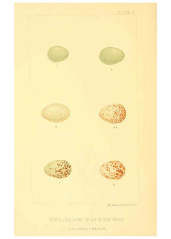 Reproducción/Reproduction 6424697261: Nests and eggs of American birds.Parts 1-7. Salem, Mass.,S.E. Cassino[c1880] 