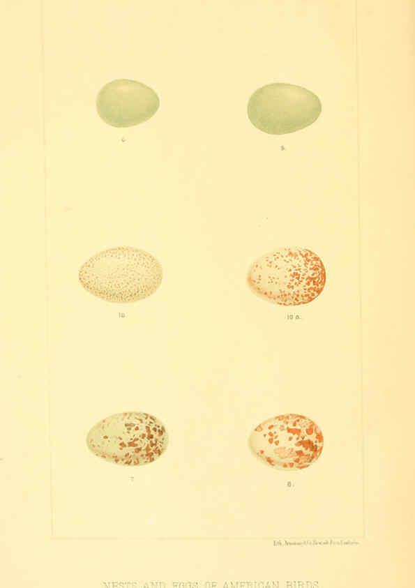 Reproducción/Reproduction 6424697261: Nests and eggs of American birds.Parts 1-7. Salem, Mass.,S.E. Cassino[c1880] 