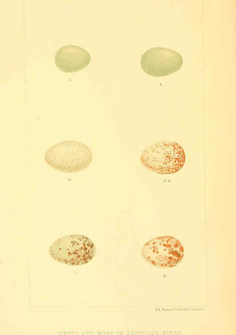 Reproducción/Reproduction 6424697261: Nests and eggs of American birds.Parts 1-7. Salem, Mass.,S.E. Cassino[c1880] 