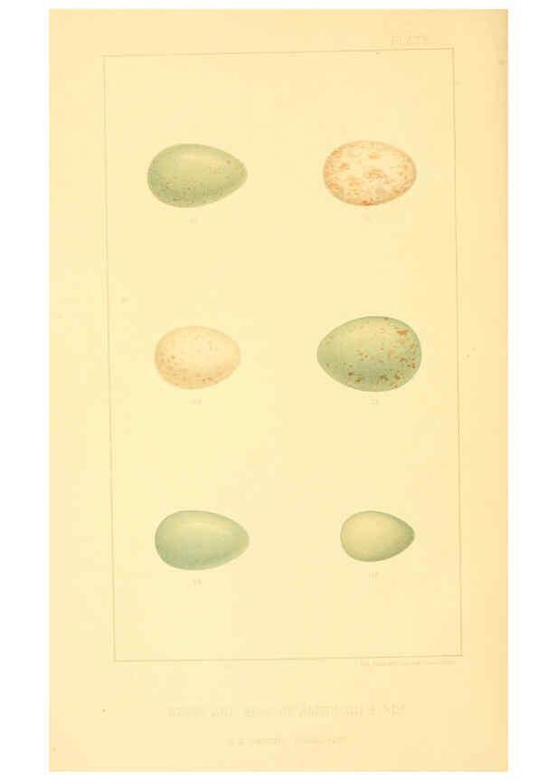 Reproducción/Reproduction 6424697655: Nests and eggs of American birds.Parts 1-7. Salem, Mass.,S.E. Cassino[c1880] 