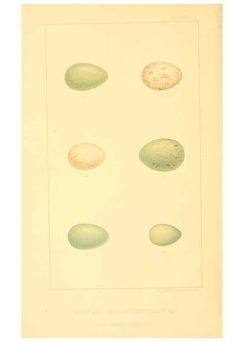 Reproducción/Reproduction 6424697655: Nests and eggs of American birds.Parts 1-7. Salem, Mass.,S.E. Cassino[c1880] 