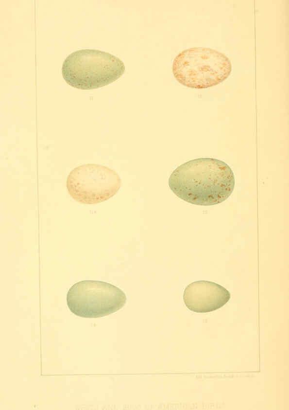 Reproducción/Reproduction 6424697655: Nests and eggs of American birds.Parts 1-7. Salem, Mass.,S.E. Cassino[c1880] 