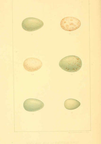 Reproducción/Reproduction 6424697655: Nests and eggs of American birds.Parts 1-7. Salem, Mass.,S.E. Cassino[c1880] 
