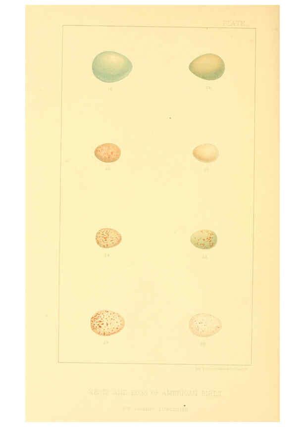 Reproducción/Reproduction 6424698165: Nests and eggs of American birds.Parts 1-7. Salem, Mass.,S.E. Cassino[c1880] 