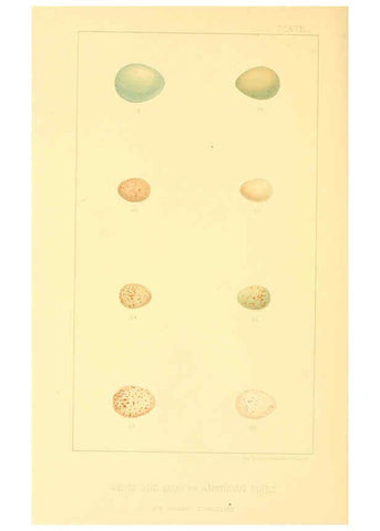Reproducción/Reproduction 6424698165: Nests and eggs of American birds.Parts 1-7. Salem, Mass.,S.E. Cassino[c1880] 