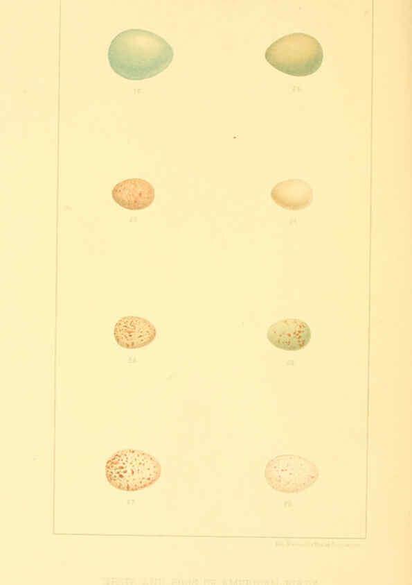 Reproducción/Reproduction 6424698165: Nests and eggs of American birds.Parts 1-7. Salem, Mass.,S.E. Cassino[c1880] 