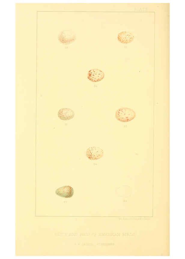 Reproducción/Reproduction 6424698993: Nests and eggs of American birds.Parts 1-7. Salem, Mass.,S.E. Cassino[c1880] 