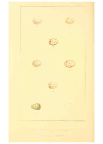 Reproducción/Reproduction 6424698993: Nests and eggs of American birds.Parts 1-7. Salem, Mass.,S.E. Cassino[c1880] 
