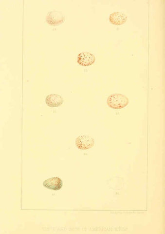 Reproducción/Reproduction 6424698993: Nests and eggs of American birds.Parts 1-7. Salem, Mass.,S.E. Cassino[c1880] 