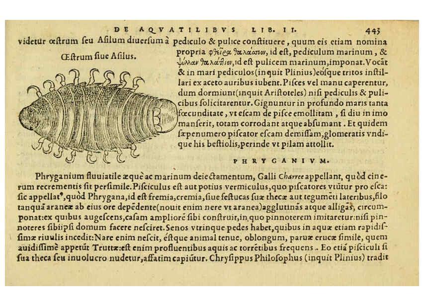 Reproducción/Reproduction 6418740121: Petri Bellonii Cenomani De aquatilibus, libri duo cum [epsilon, iota] conibus ad viuam ipsorum effigiem, quoad eius fieri potuit, expressis ... Parisiis,Apud C. Stephanum,1553