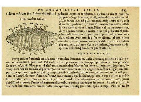Reproducción/Reproduction 6418740121: Petri Bellonii Cenomani De aquatilibus, libri duo cum [epsilon, iota] conibus ad viuam ipsorum effigiem, quoad eius fieri potuit, expressis ... Parisiis,Apud C. Stephanum,1553