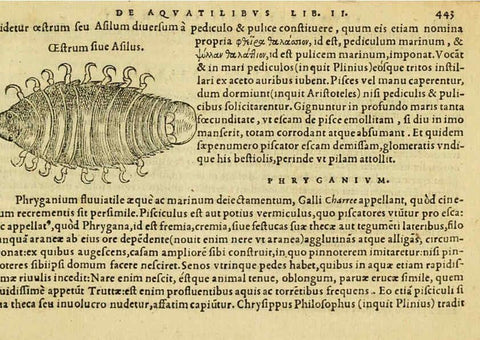 Reproducción/Reproduction 6418740121: Petri Bellonii Cenomani De aquatilibus, libri duo cum [epsilon, iota] conibus ad viuam ipsorum effigiem, quoad eius fieri potuit, expressis ... Parisiis,Apud C. Stephanum,1553