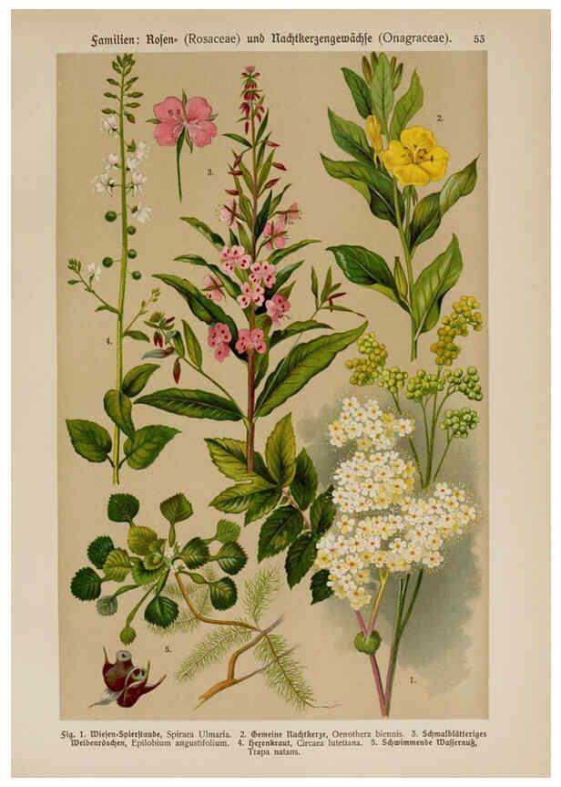 Reproducción/Reproduction 6425008783: Hoffmann-Dennert botanischer Bilderatlas Suttgart,Schweizerbart,1911