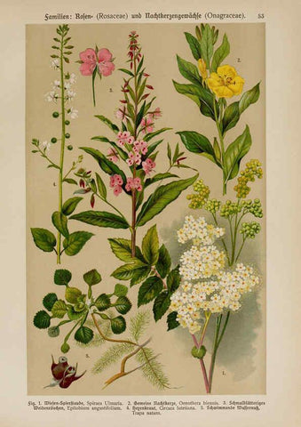 Reproducción/Reproduction 6425008783: Hoffmann-Dennert botanischer Bilderatlas Suttgart,Schweizerbart,1911