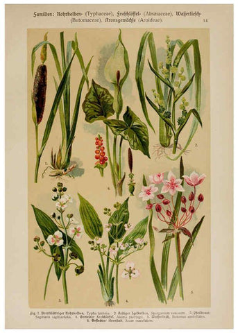 Reproducción/Reproduction 6424988355: Hoffmann-Dennert botanischer Bilderatlas Suttgart,Schweizerbart,1911