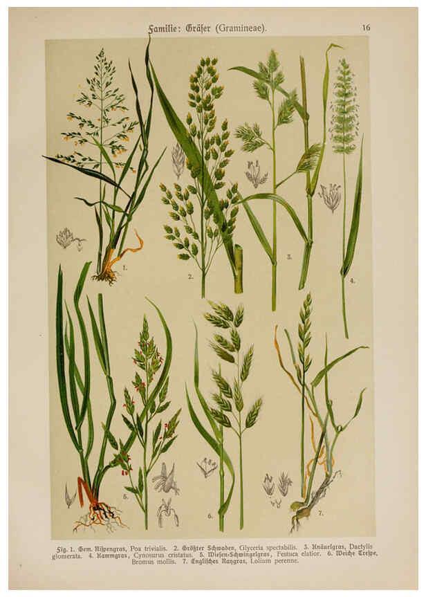 Reproducción/Reproduction 6424989161: Hoffmann-Dennert botanischer Bilderatlas Suttgart,Schweizerbart,1911