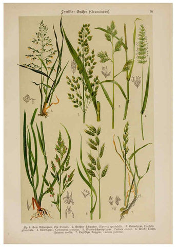 Reproducción/Reproduction 6424989161: Hoffmann-Dennert botanischer Bilderatlas Suttgart,Schweizerbart,1911