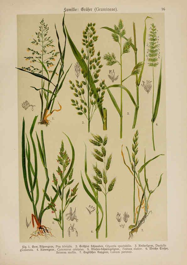 Reproducción/Reproduction 6424989161: Hoffmann-Dennert botanischer Bilderatlas Suttgart,Schweizerbart,1911
