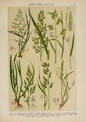 Reproducción/Reproduction 6424989161: Hoffmann-Dennert botanischer Bilderatlas Suttgart,Schweizerbart,1911